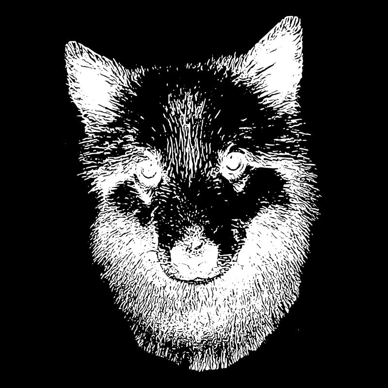 Islandhund Icelandic Spitz