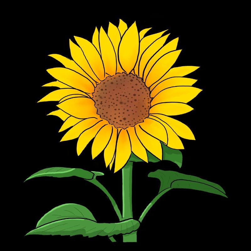 Sonnenblume