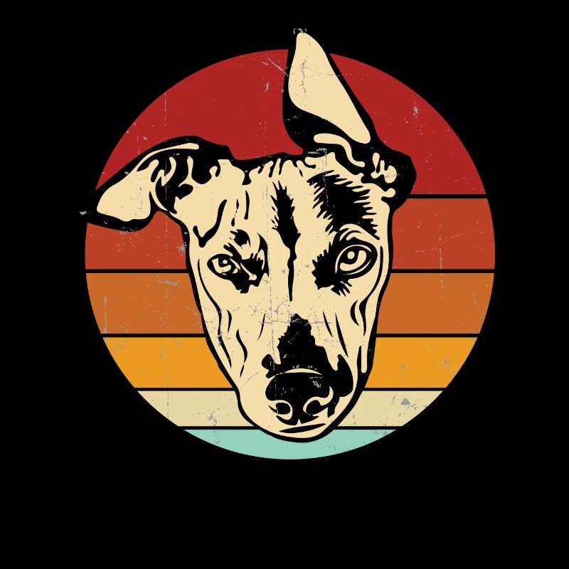 Whippet