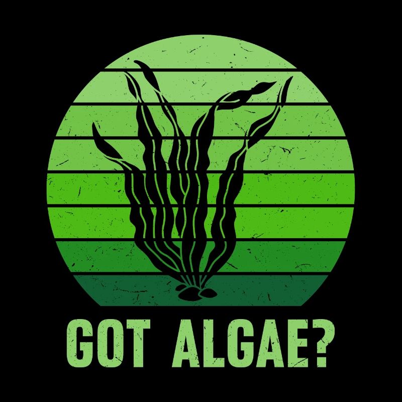 Algues