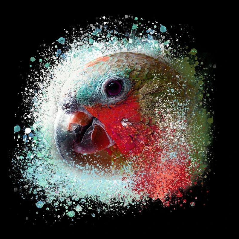 Papagei, ara, aquarell vogel, graffiti,bunt
