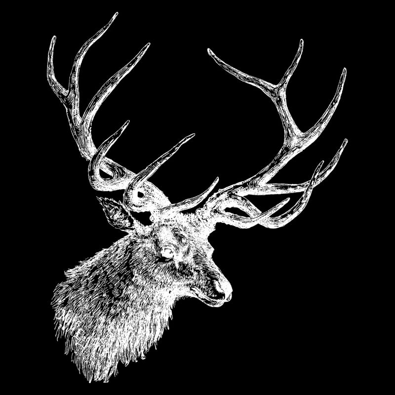 Hirsch Elch Geweih Hirschkopf Jäger