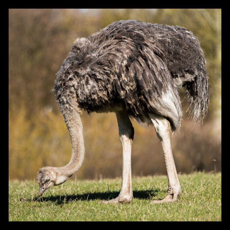 Afrikanischer Strauß