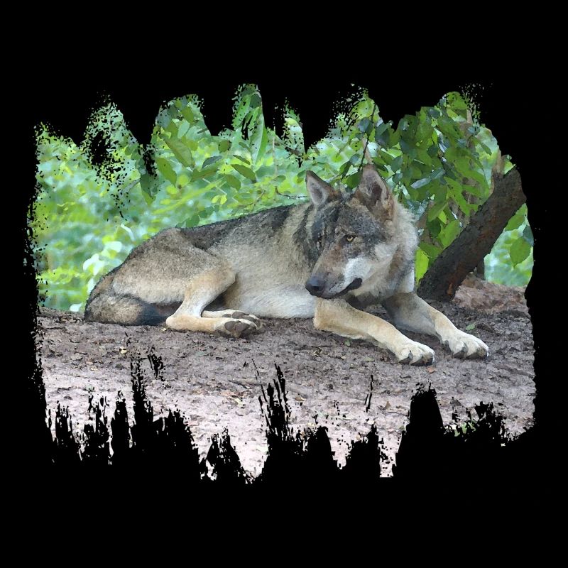 Loup gris