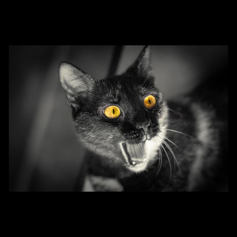 mon drôle de chat