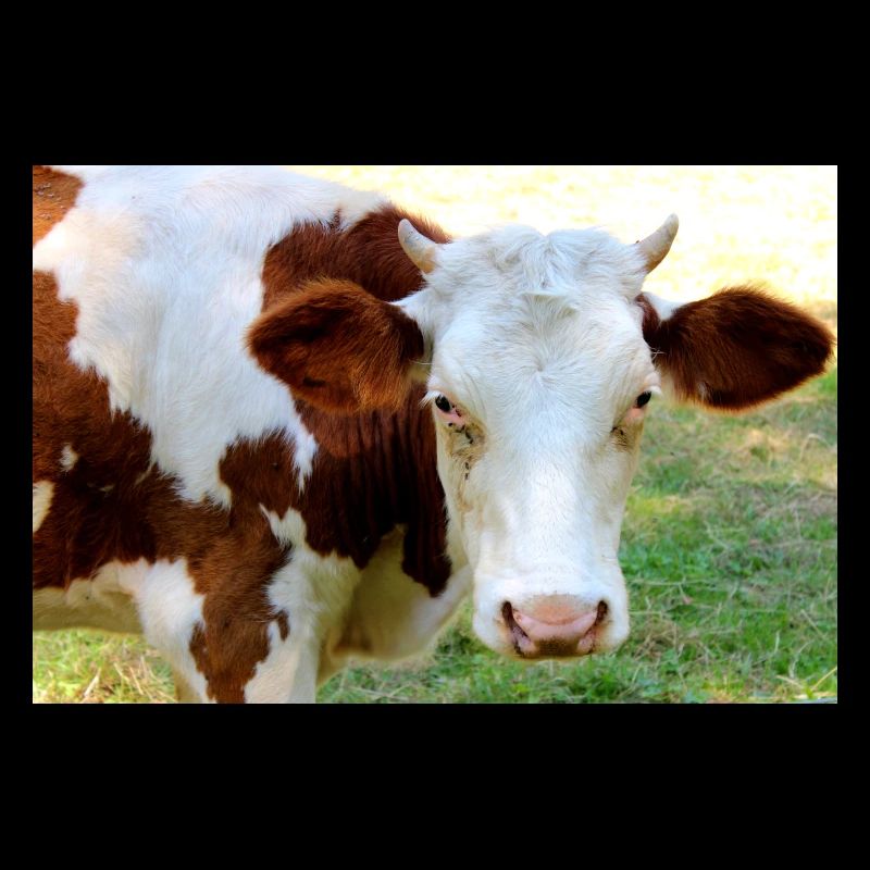 Affiche de vache