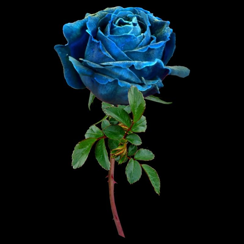 Rose bleue