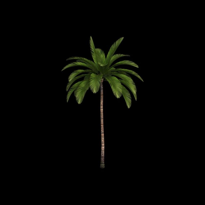 Palme