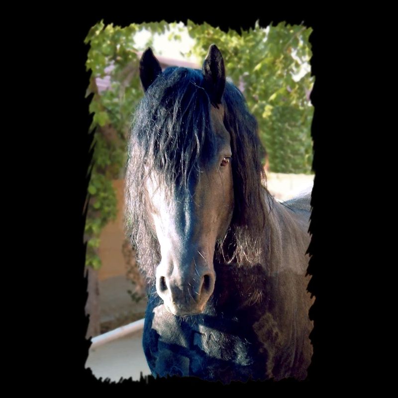 Cheval frison