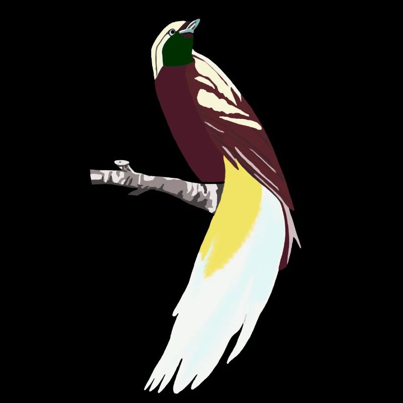 Ein Vogel Paradiesvogel02 auf einem Ast