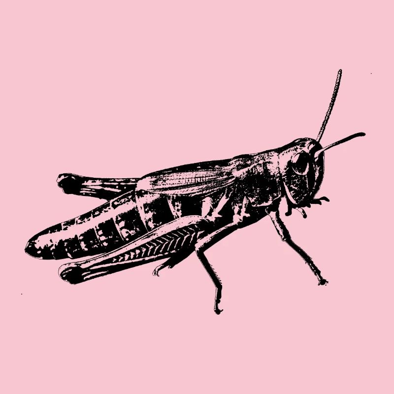 graphique sauterelle