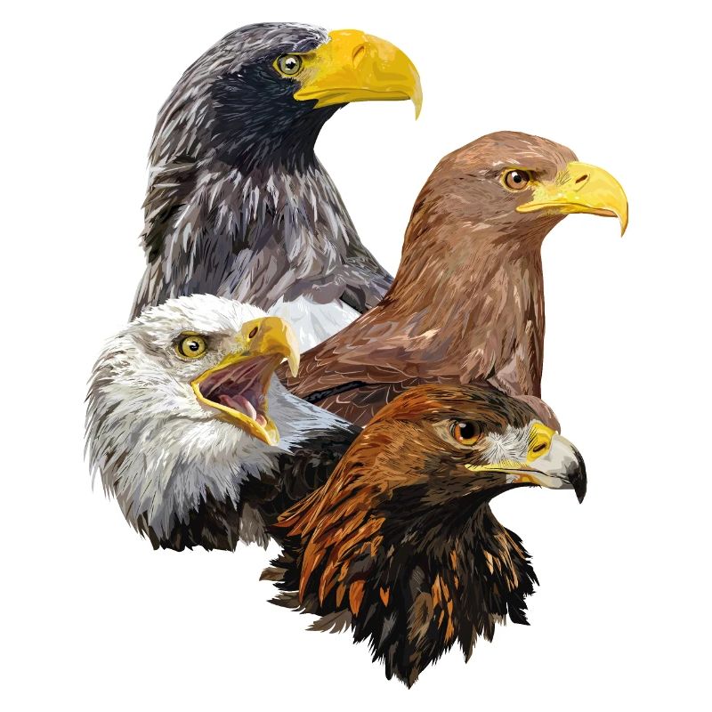 Oiseaux de proie