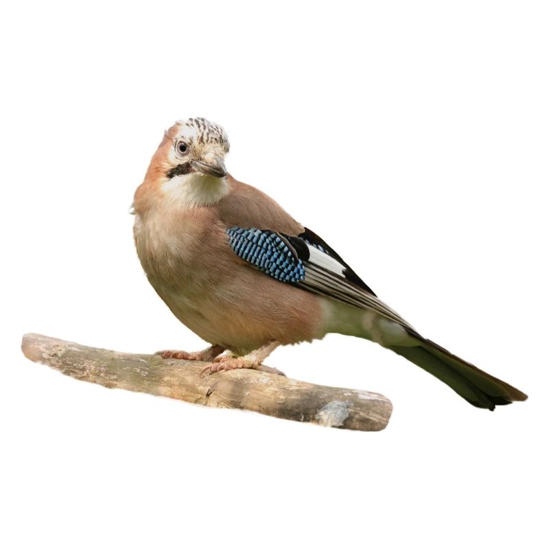 Jay