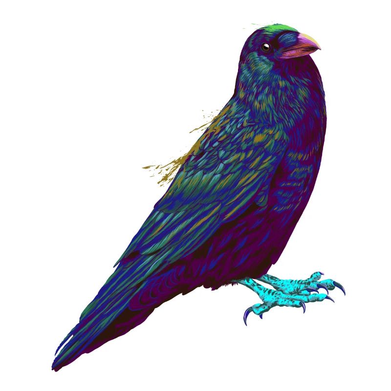 Splash Bird Corbeau Corbeau