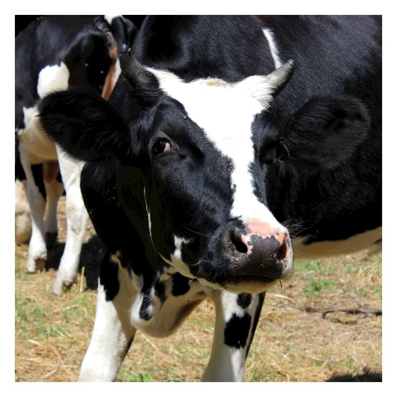 Affiche vache