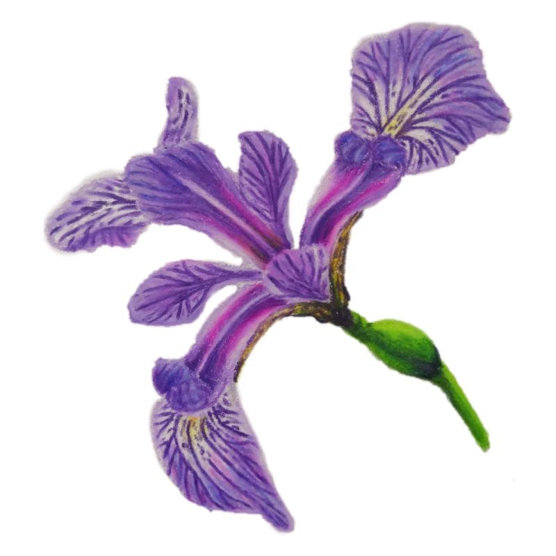 Lys à épée - Iris