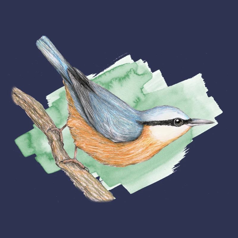 Nuthatch
