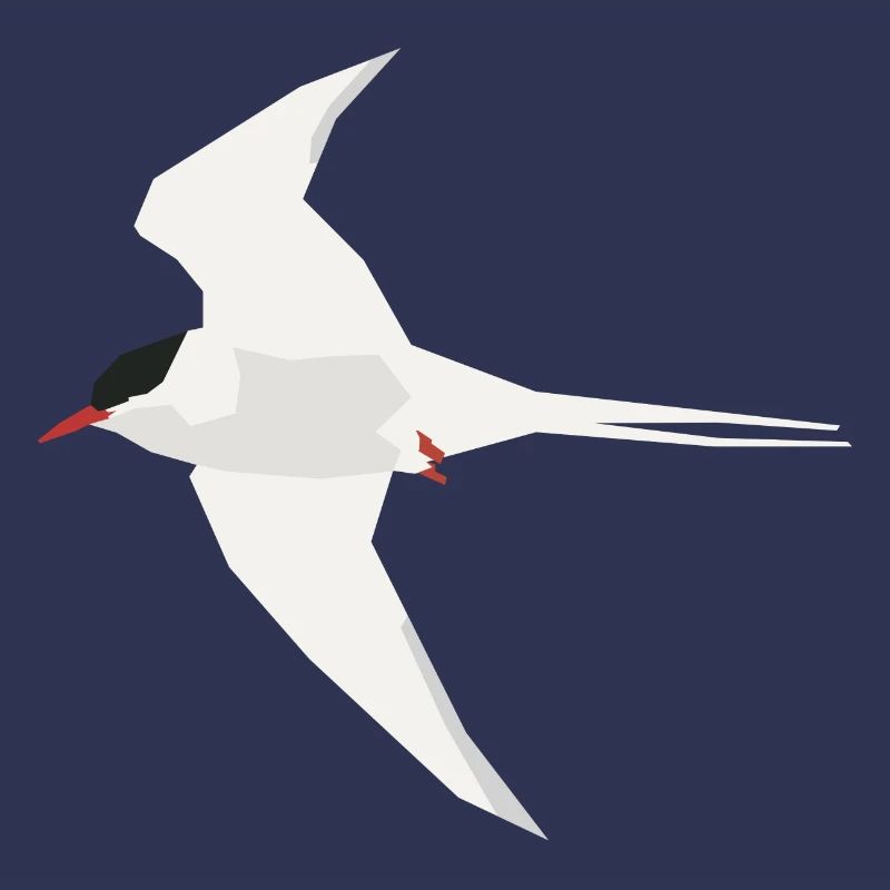 Arctic Tern flying