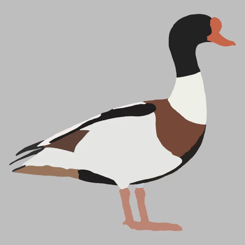 common shelduck