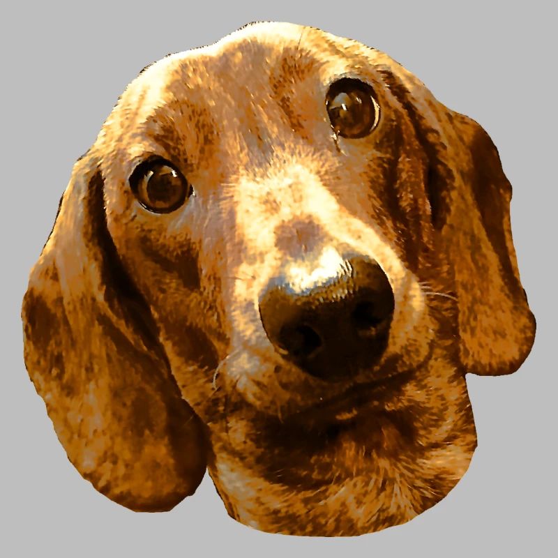 DACKEL