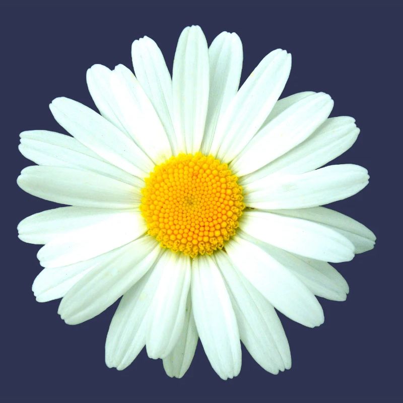 Margerite