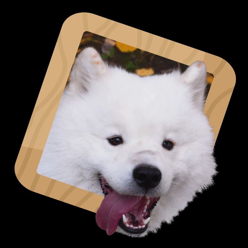 Samoyed puppy in a frame