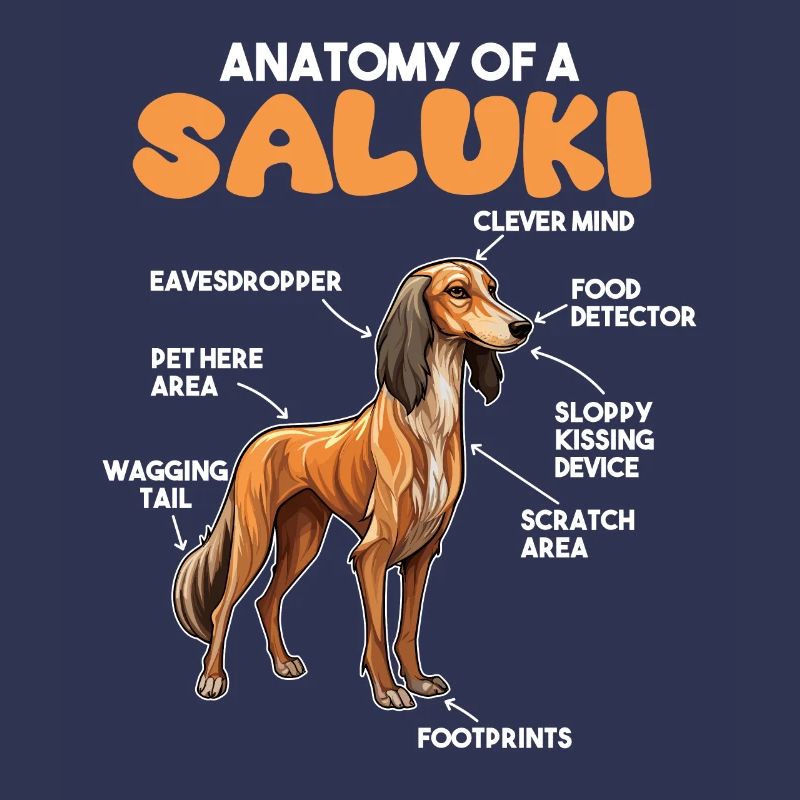 Explication du chien Anatomie d’un Saluki