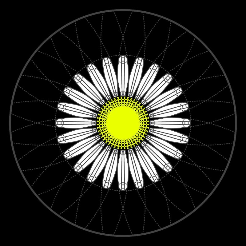 Gänseblümchen - Dunkel