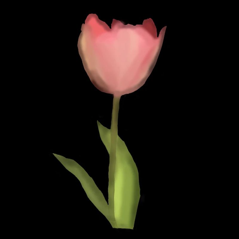 tulip