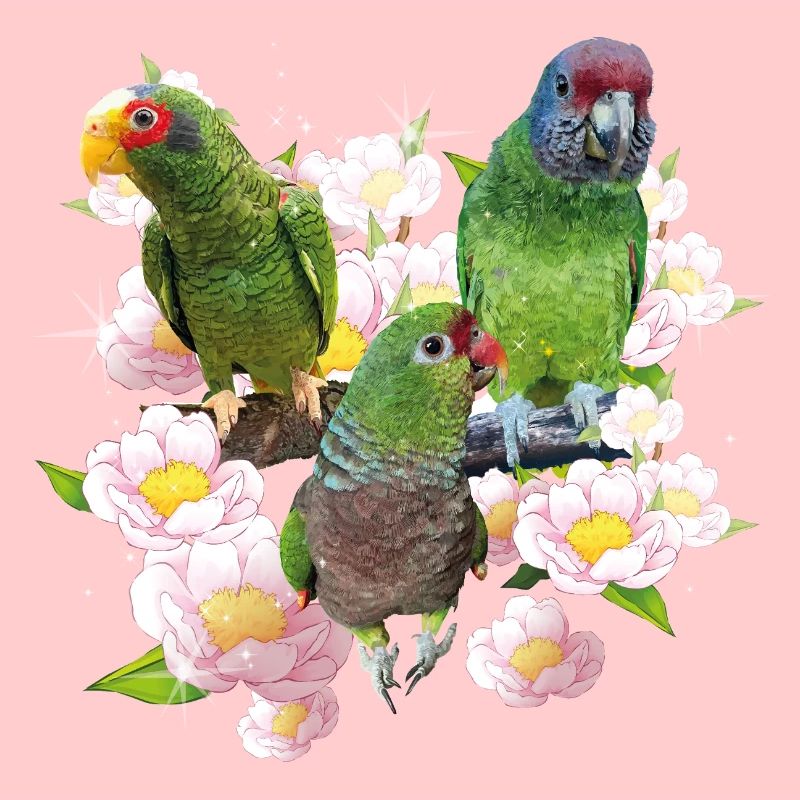 Perroquets