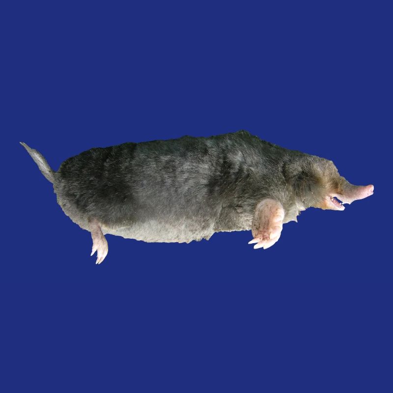 Mole