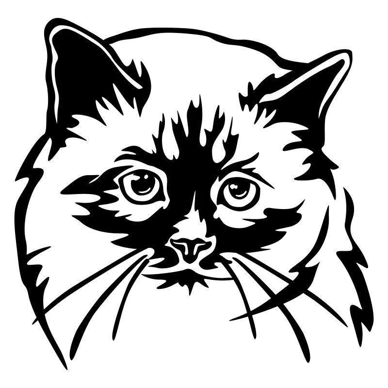 Chat birman