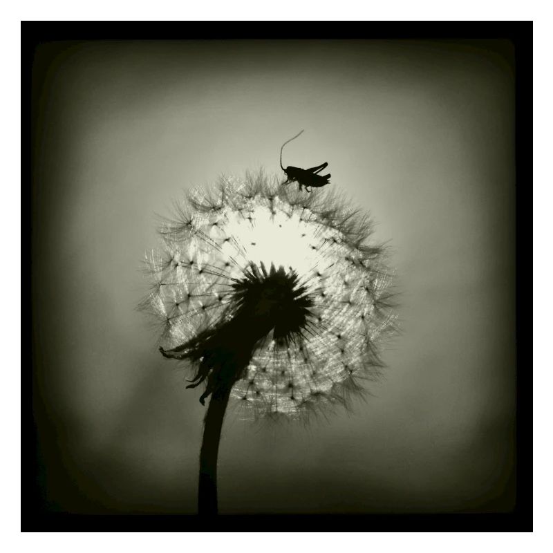 Tiny Planet