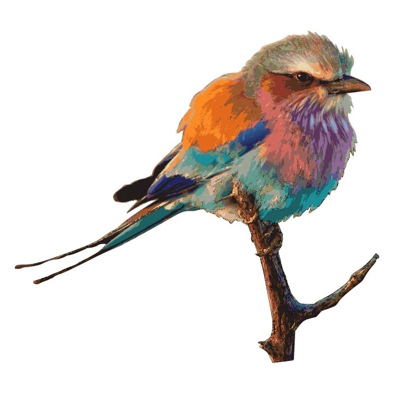 Bird