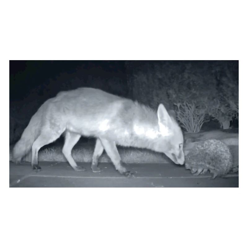 Night Fox Hedgehog Encounter