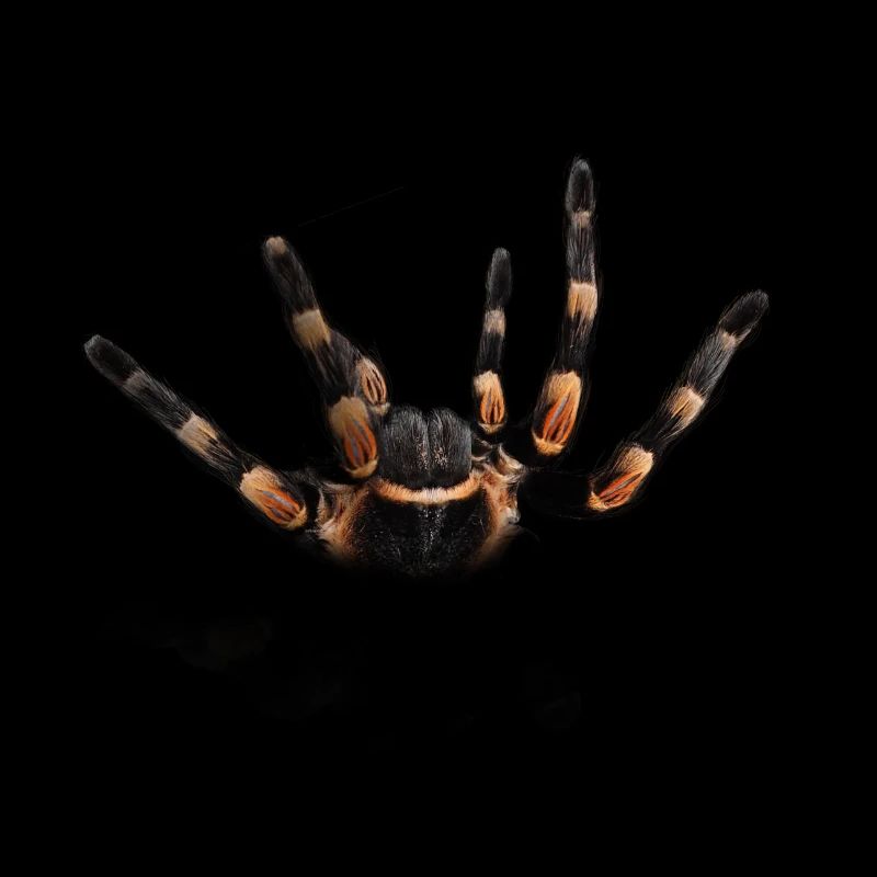Spinne
