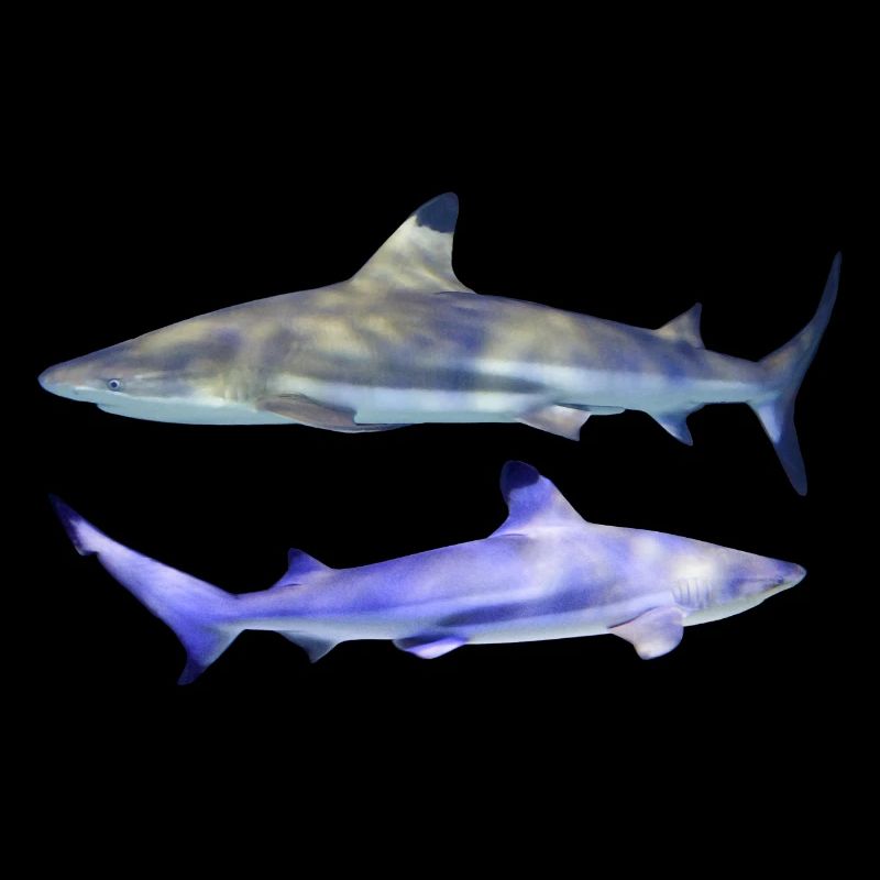 2 requins, petite paire de requins à pointe noire, naturel