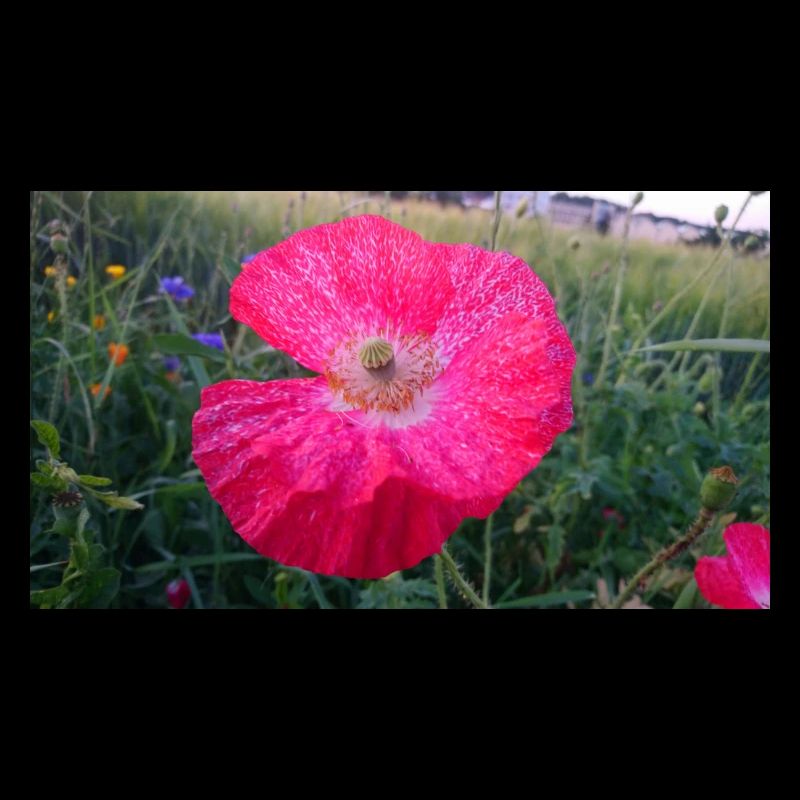 Rote Blume