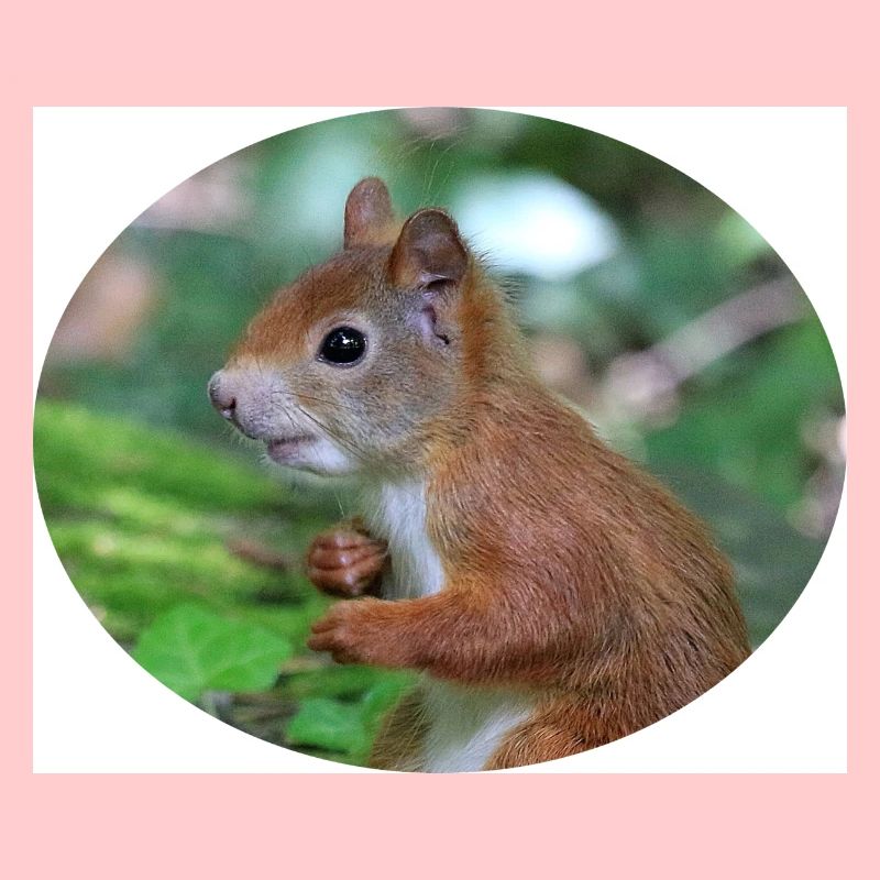 Eichhörnchen, Isibat