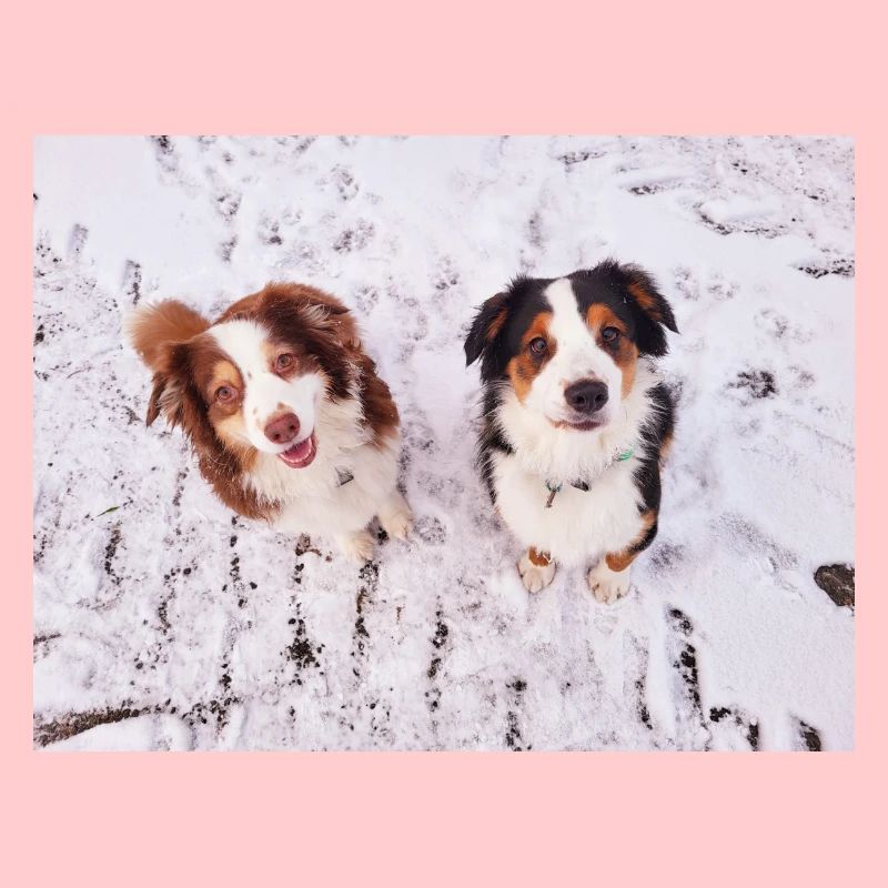 Australian Shepherd