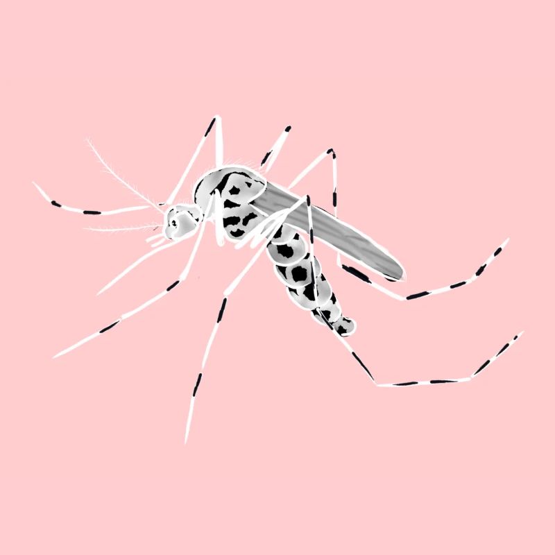 Mosquito