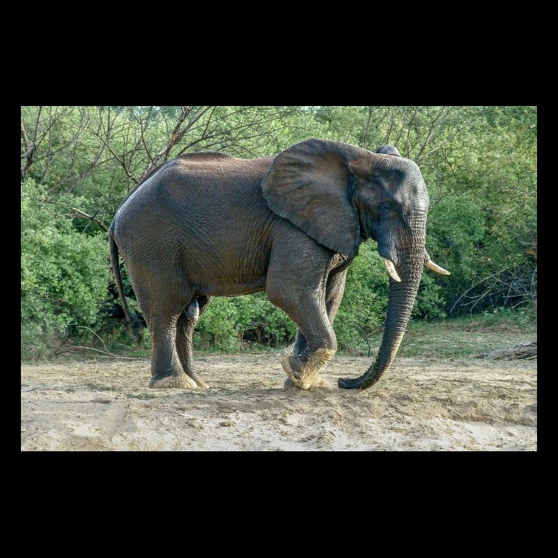 L’éléphant piétinait le pied dans le sable.
