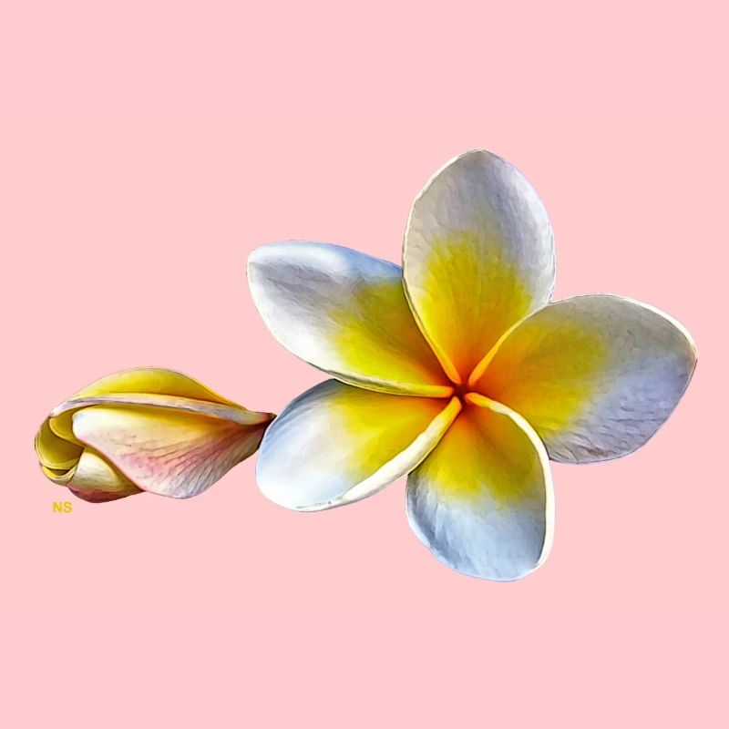 Weisse plumeria oder Frangipani Blume