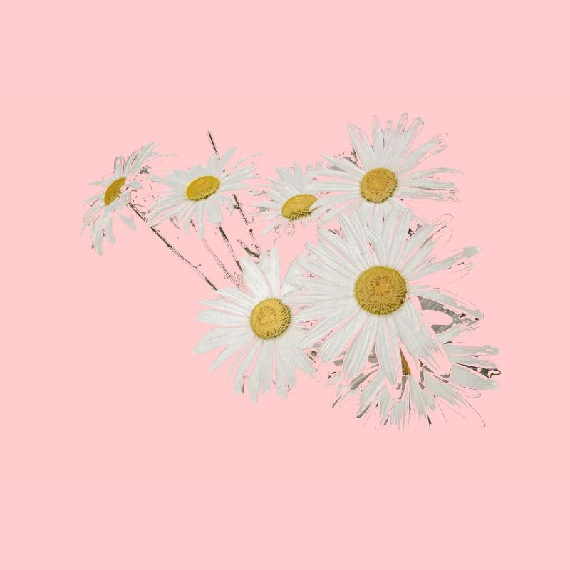 Hintergrund mit Gänseblümchenblumen