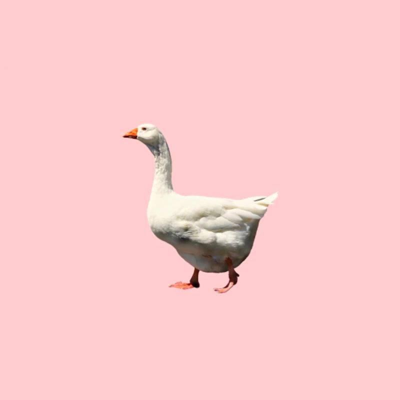 Gans