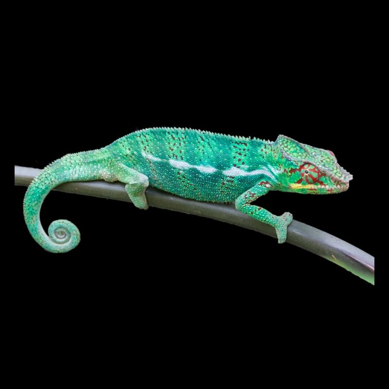 Caméléon