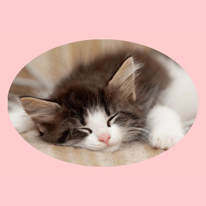 Chat endormi