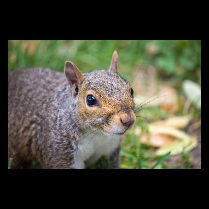 Grey squirrel (in german Grauhörnchen) Sciurus