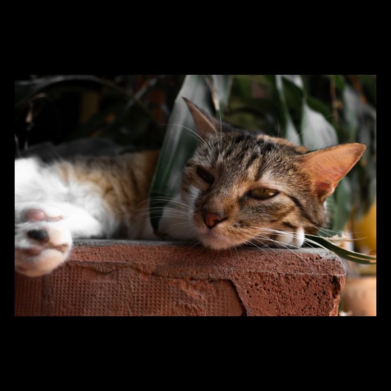 le chat