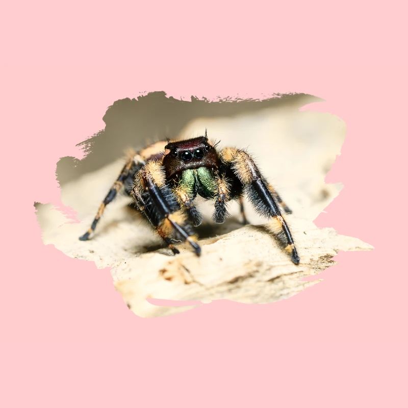 phidippus otiosus jumping spider, spring spinne